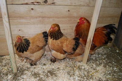 Fam brahma nani ful. col..jpg (102.5 KiB) Osservato 746 volte Fam brahma nani ful. col..jpg