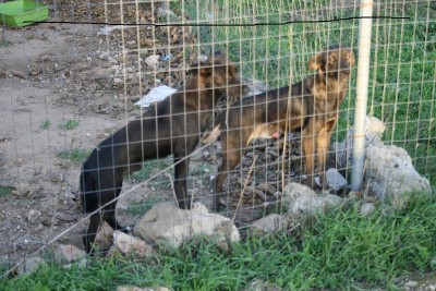 Cani.JPG (226.2 KiB) Osservato 543 volte Cani.JPG