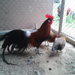 Phoenix collo oro / image (3).jpg image (3).jpg