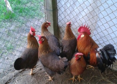 Livorno collo oro / image (2).jpg image (2).jpg