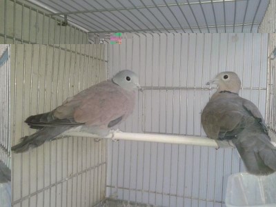 1508564_10203215869660368_1541785649_n.jpg (54.83 KiB) Osservato 553 volte 1508564_10203215869660368_1541785649_n.jpg