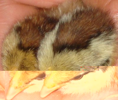 pulcini 2.jpg (256.77 KiB) Osservato 832 volte pulcini 2.jpg