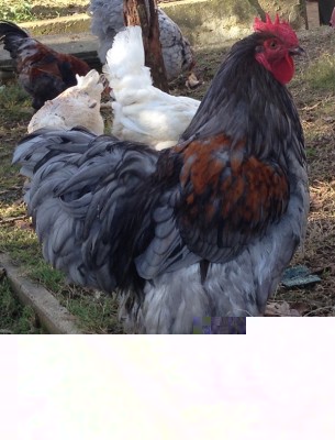 Orpington blu / blu.jpg blu.jpg