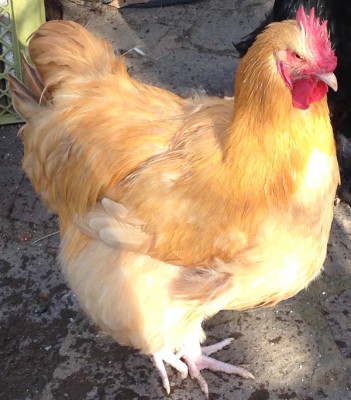 Orpington fulvo / fulvo.jpg fulvo.jpg