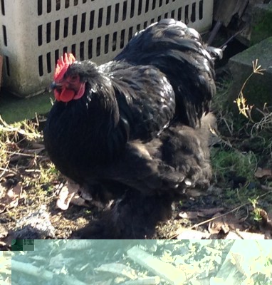 Cocincina / nero.jpg nero.jpg