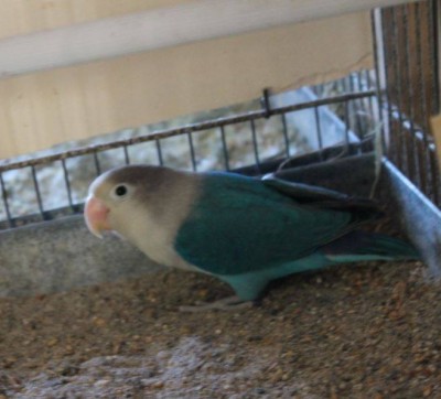 10868303_957073127655444_4713256665352615317_n.jpg (40.12 KiB) Osservato 691 volte 10868303_957073127655444_4713256665352615317_n.jpg