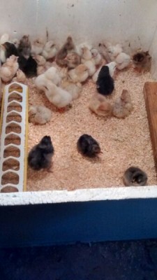 IMG_2015011616184.jpg (33.53 KiB) Osservato 661 volte IMG_2015011616184.jpg