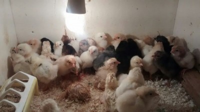 IMG_2015011621957.jpg (43.23 KiB) Osservato 661 volte IMG_2015011621957.jpg