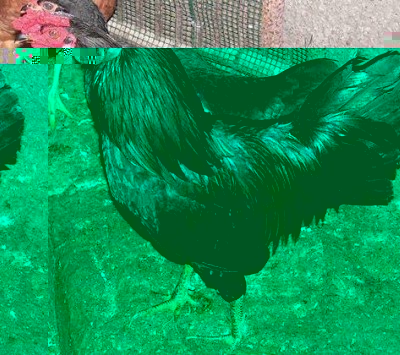 4a.jpg (59.03 KiB) Osservato 633 volte 4a.jpg