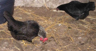 5a.jpg (62.19 KiB) Osservato 633 volte 5a.jpg