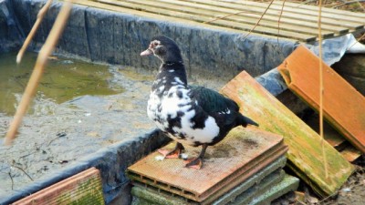 femmina di 7 mesi / DSCN3289.jpg DSCN3289.jpg