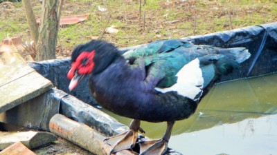 maschio riproduttore di 2 anni / DSCN3292.jpg DSCN3292.jpg