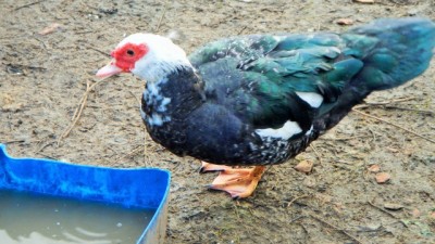 femmina riproduttrice barrata di 2 aa / DSCN3294.jpg DSCN3294.jpg