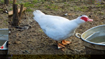 femmina bianca riproduttrice di 2 aa, la migliore mamma di tutte / DSCN3296.jpg DSCN3296.jpg