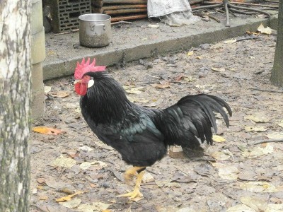 PC030132.JPG (282.24 KiB) Osservato 602 volte PC030132.JPG