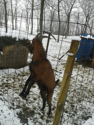 gelso.jpg (211.46 KiB) Osservato 598 volte gelso.jpg