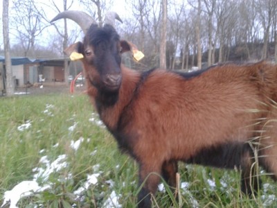 gelso1.jpg (133 KiB) Osservato 598 volte gelso1.jpg