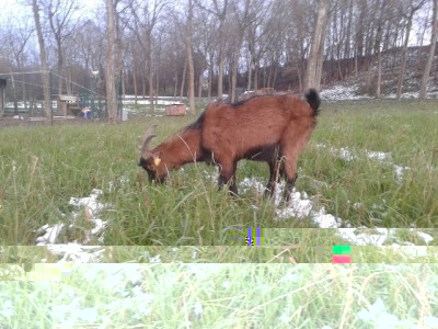 gelso2.jpg (179.25 KiB) Osservato 598 volte gelso2.jpg