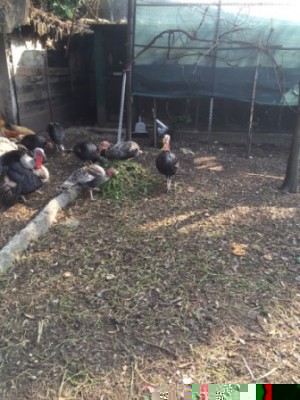 IMG-20150221-WA0002.jpg (79.22 KiB) Osservato 995 volte IMG-20150221-WA0002.jpg