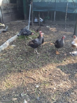 IMG-20150221-WA0004.jpg (83.42 KiB) Osservato 995 volte IMG-20150221-WA0004.jpg