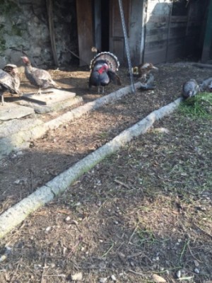 IMG-20150221-WA0007.jpg (84.19 KiB) Osservato 995 volte IMG-20150221-WA0007.jpg