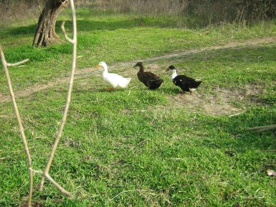 IMG_0050.JPG (372.59 KiB) Osservato 583 volte IMG_0050.JPG