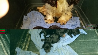 rps20150324_195128.jpg rps20150324_195128.jpg