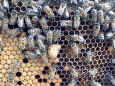 Foto 03-05-15 17 44 54.jpg (116.31 KiB) Osservato 2191 volte Foto 03-05-15 17 44 54.jpg