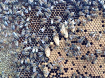 Foto 03-05-15 17 45 17.jpg (127.31 KiB) Osservato 2191 volte Foto 03-05-15 17 45 17.jpg