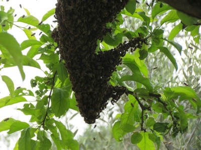 prima si è posato su un melo / api! - 81.jpg api! - 81.jpg