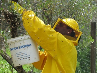 ho usato il secchio per evitare di tagliare il ramo di ulivo / api! - 49.jpg api! - 49.jpg