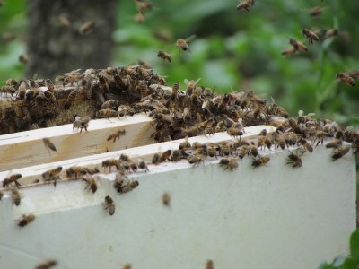 api! - 59.jpg (124.37 KiB) Osservato 1343 volte api! - 59.jpg