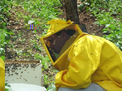 in cerca della regina / api! - 47.jpg api! - 47.jpg