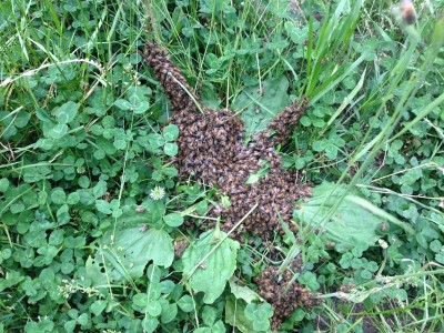 1.jpg (364.31 KiB) Osservato 8916 volte 1.jpg