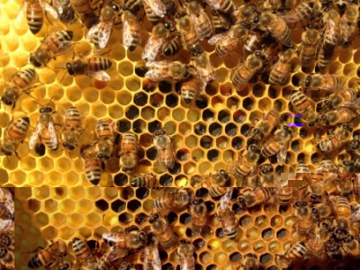 Foto 30-05-15 08 34 31.jpg (129.58 KiB) Osservato 840 volte Foto 30-05-15 08 34 31.jpg