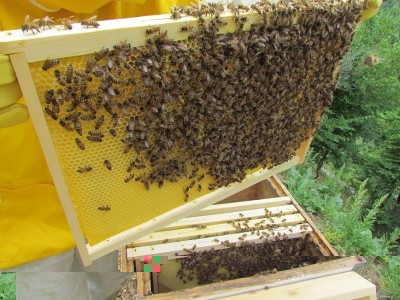 TEL 1 FAM CHERUBINO.JPG (223.56 KiB) Osservato 949 volte TEL 1 FAM CHERUBINO.JPG