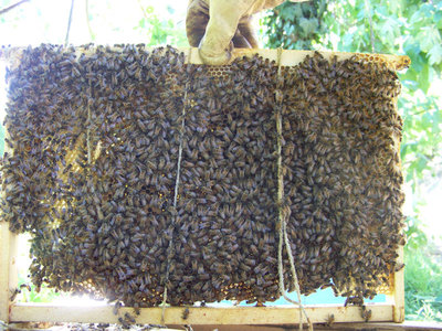 Telaino con lo spago 1 (lato 1) / Telaino con favo 1.jpg Telaino con favo 1.jpg