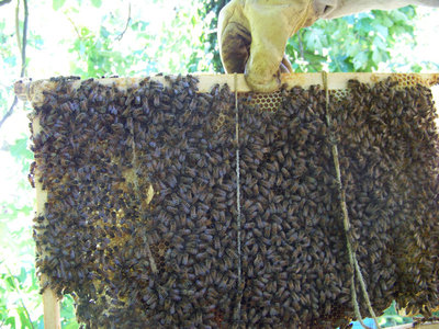 Telaino con spago 2 (lato 2) / Telaino con favo 2.jpg Telaino con favo 2.jpg