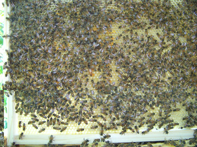 Telaino con regina / Telaino 1.jpg Telaino 1.jpg