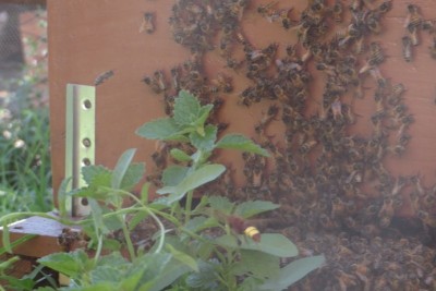 IMG_1549 (FILEminimizer).JPG (99.32 KiB) Osservato 4238 volte IMG_1549 (FILEminimizer).JPG