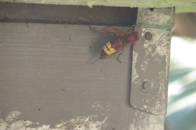 IMG_1556 (FILEminimizer).JPG (72.91 KiB) Osservato 4238 volte IMG_1556 (FILEminimizer).JPG