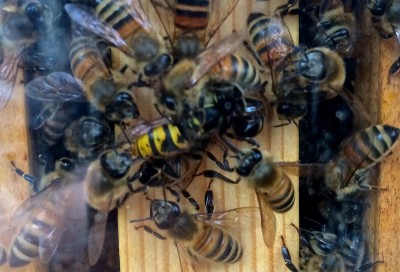 Cerca L'intruso / Copia di IMG_2237.JPG Copia di IMG_2237.JPG