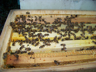 Le api 1 / Api 1.jpg Api 1.jpg