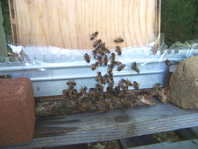 Le api 2 / Api 2.jpg Api 2.jpg