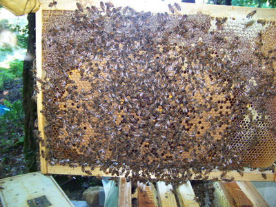 Telaino Lato A / Telaino_Lato A.jpg Telaino_Lato A.jpg