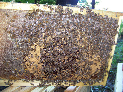 Telaino Lato B / Telaino_Lato B.jpg Telaino_Lato B.jpg