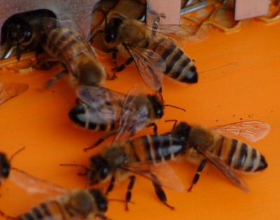 Ricerca Varroa su Ape.jpg (108.86 KiB) Osservato 1840 volte Ricerca Varroa su Ape.jpg