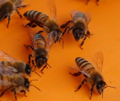 Ricerca Varroa 2 su Ape.jpg (108.14 KiB) Osservato 1840 volte Ricerca Varroa 2 su Ape.jpg