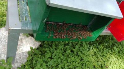 IMG-20160518-WA0025.jpg (84.43 KiB) Osservato 3772 volte IMG-20160518-WA0025.jpg