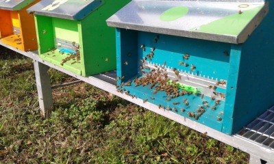 Eccitazione contagiosa.jpg (178.13 KiB) Osservato 3419 volte Eccitazione contagiosa.jpg